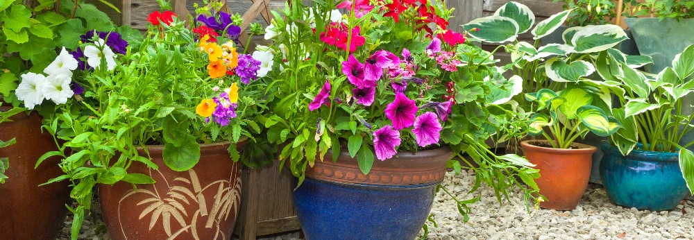 Bunte Blumen in Töpfen